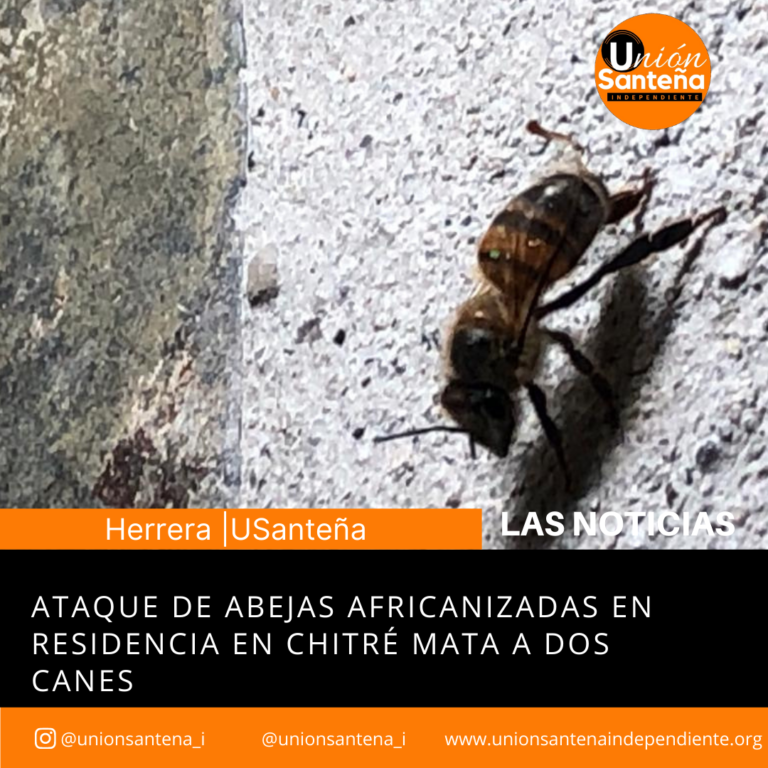 Ataque de abejas africanizadas en residencia en Chitré mata a dos canes