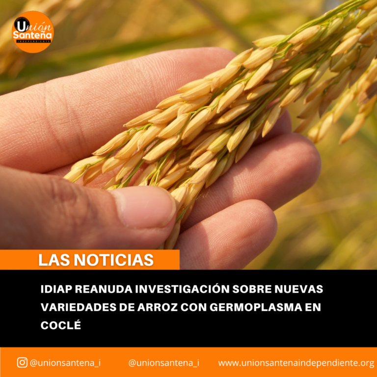 Idiap reanuda investigación sobre nuevas variedades de arroz con germoplasma en Coclé