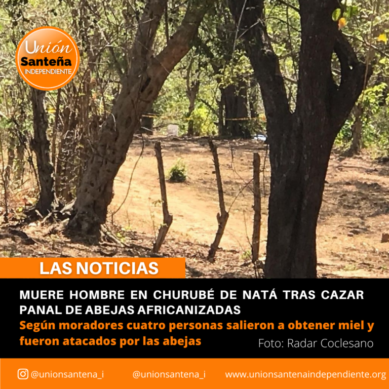 Muere hombre en Churubé de Natá tras cazar panal de abejas africanizadas