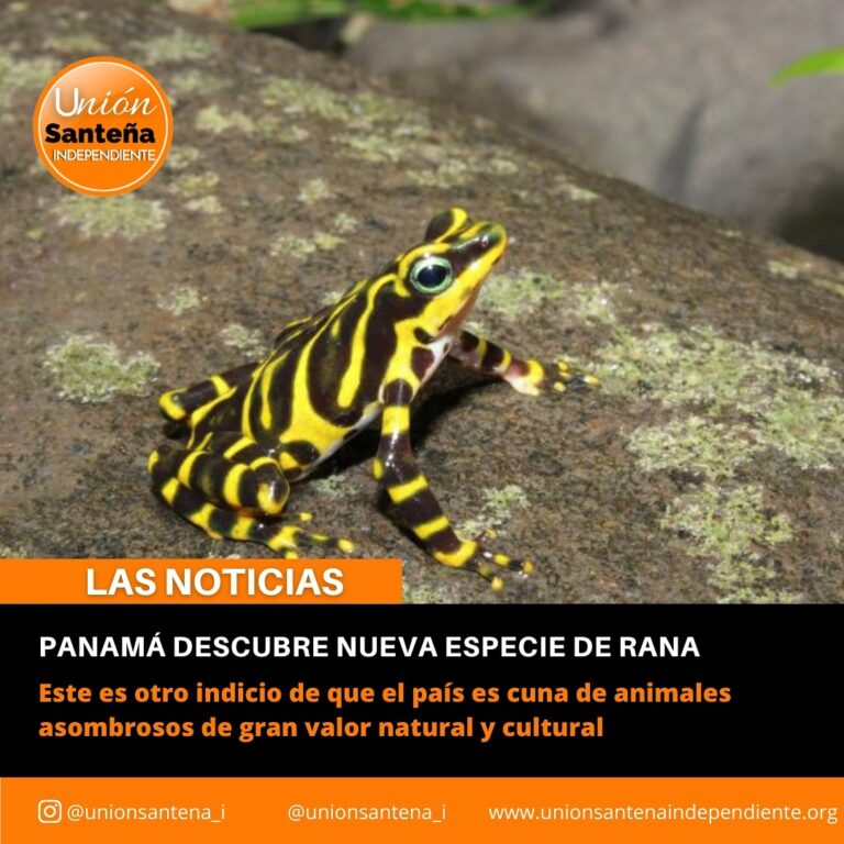 Panamá descubre nueva especie de rana