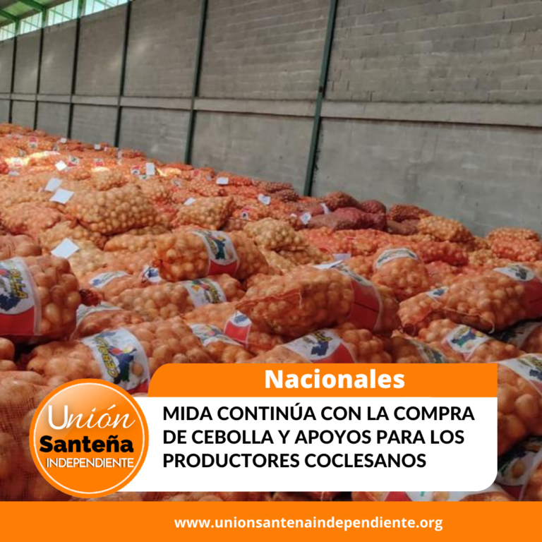 MIDA continúa con la compra de cebolla y apoyos para los productores coclesanos