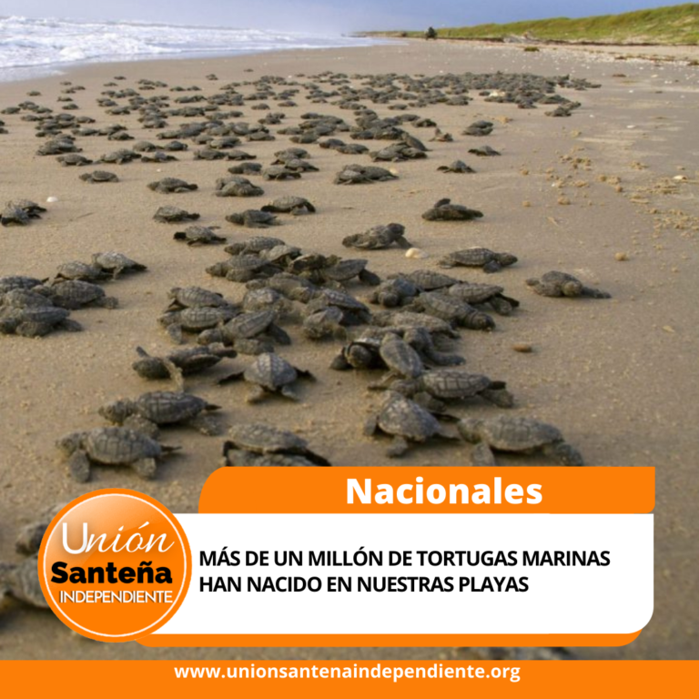 Más de un millón de tortugas marinas han nacido en nuestras playas