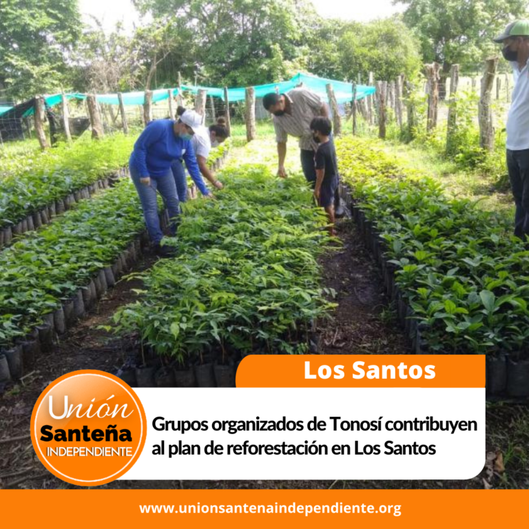 Grupos organizados de Tonosí contribuyen al plan de reforestación en Los Santos