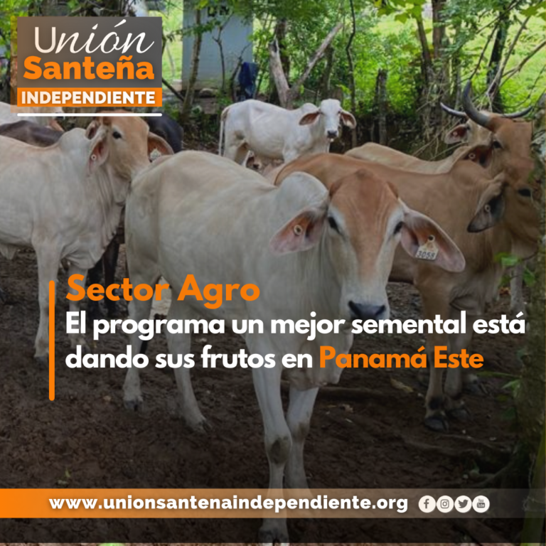 El programa un mejor semental está dando sus frutos en Panamá Este