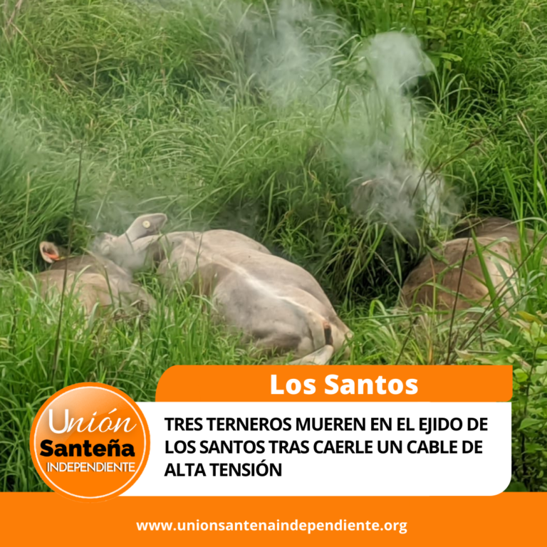 Tres terneros mueren en El Ejido de Los Santos tras caerle un cable de alta tensión
