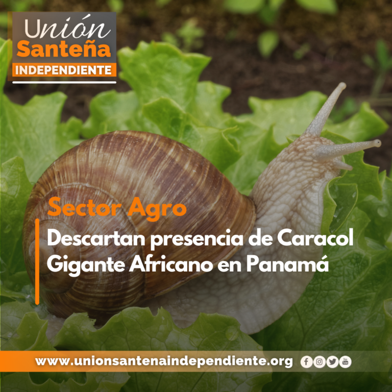 Descartan presencia de Caracol Gigante Africano en Panamá