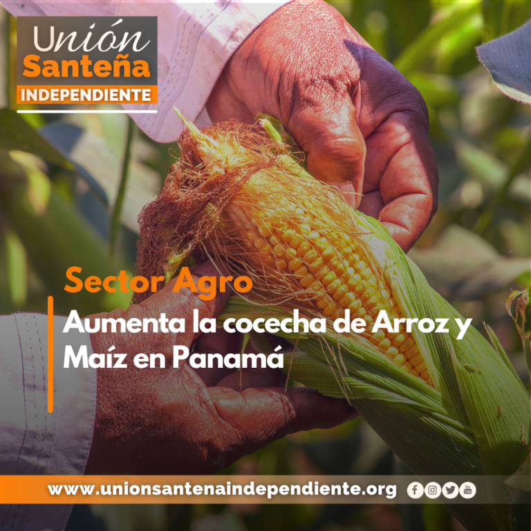 AUMENTA LA COSECHA DE ARROZ Y MAÍZ EN PANAMÁ