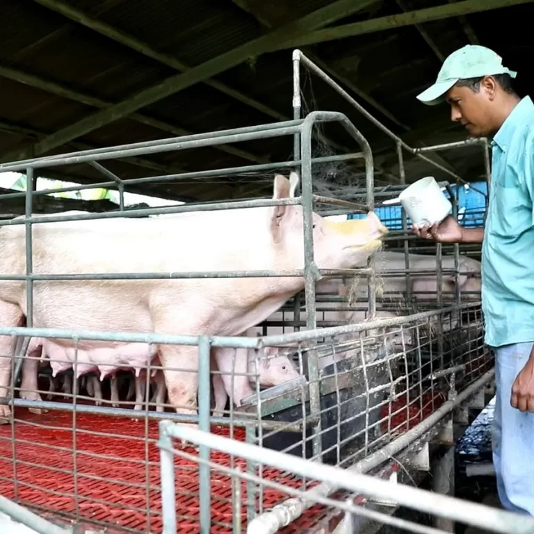 Producción porcina, cada vez más limpia en Azuero