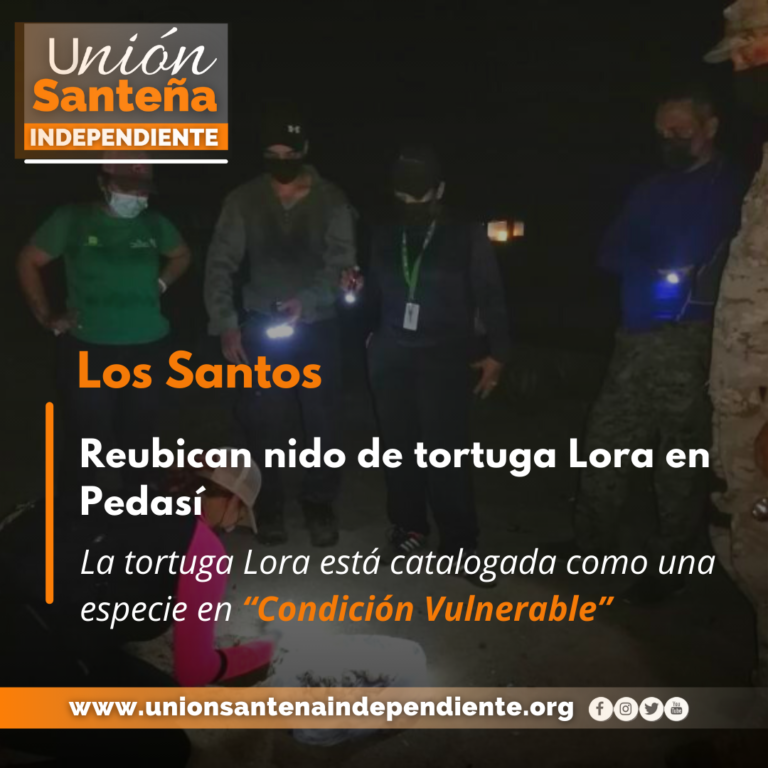 Reubican nido de  tortuga Lora en Pedasí