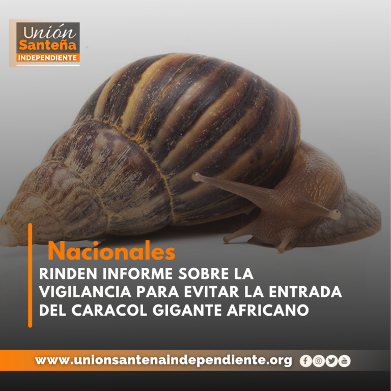 Rinden informe sobre la vigilancia para evitar la entrada del Caracol Gigante Africano