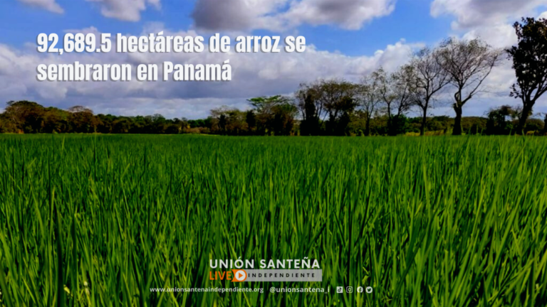 92,689.5 hectáreas de arroz se  sembraron en Panamá
