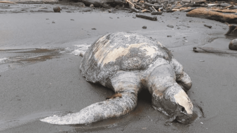 Equipo de biólogos de MIAMBIENTE en Veraguas inspeccionan playas ante masiva muerte de tortugas