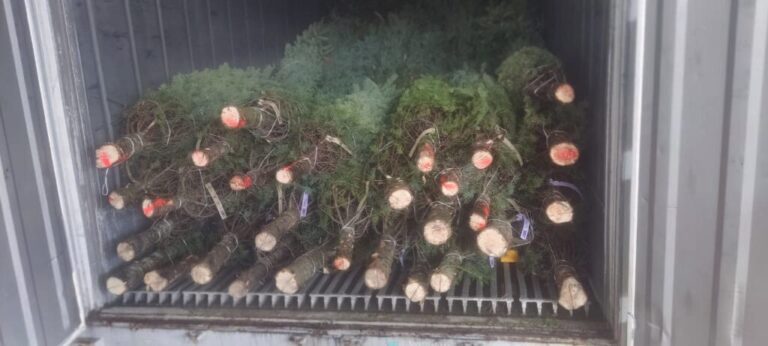 Los primeros arbolitos salen al mercado nacional